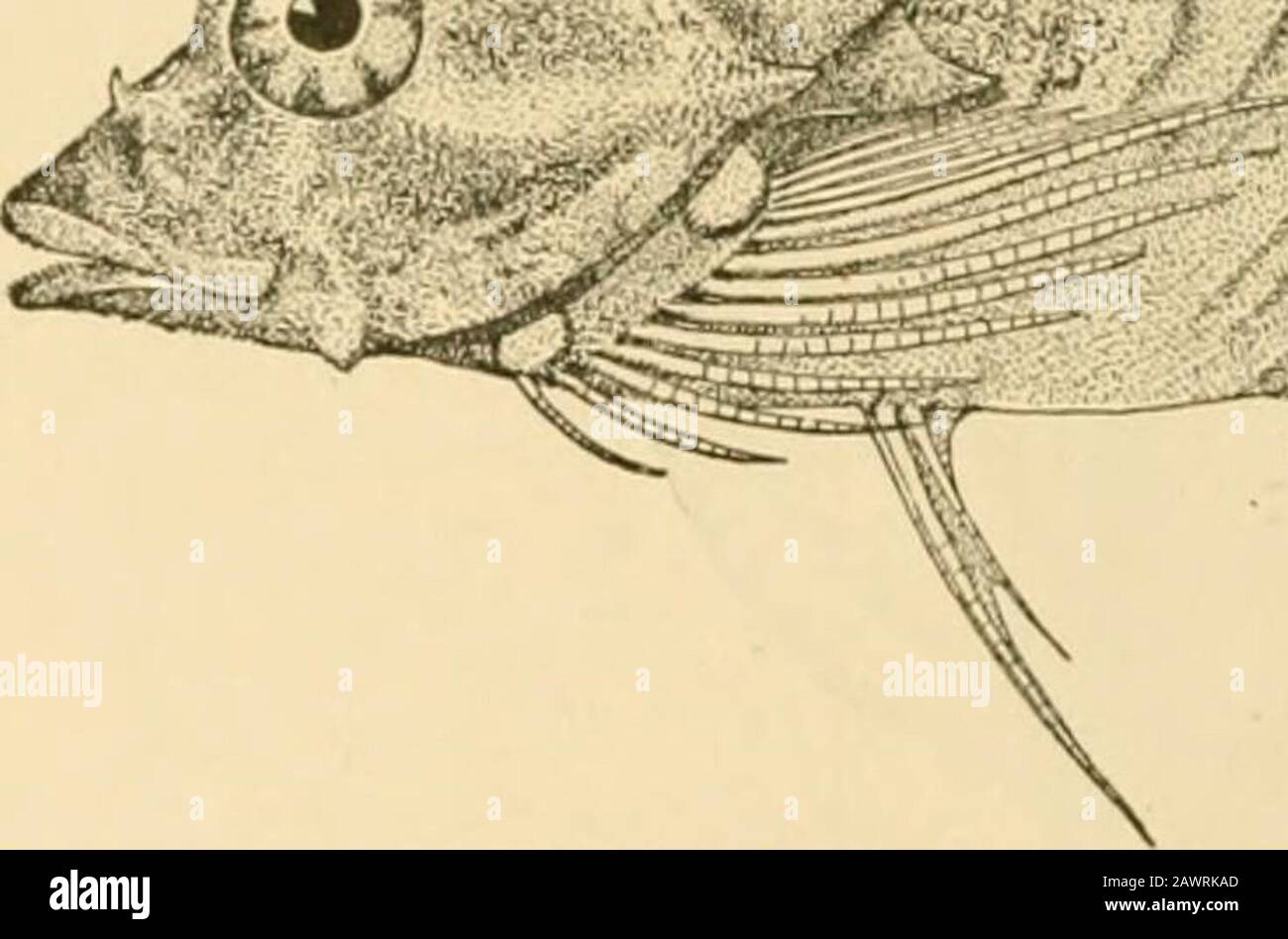 Fishes . Fig. r)69.—Gilhertidia sigoluies (.Jordan). Puget Sound. ^^ ^iO^ ^y. ^ / .^ /^^^ ^ **t^«* •? ^:- ^. Stock Photo