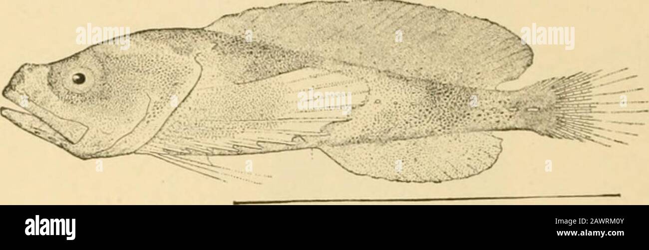 Fishes . FiQ. 668 —Sleek Sculpin, Psychroluies paradoxus (Giinther). Puget Sound.. Fig. r)69.—Gilhertidia sigoluies (.Jordan). Puget Sound. ^^ ^iO^ ^y. ^ / .^ /^^^ ^ **t^«* •? ^:- ^ Stock Photo