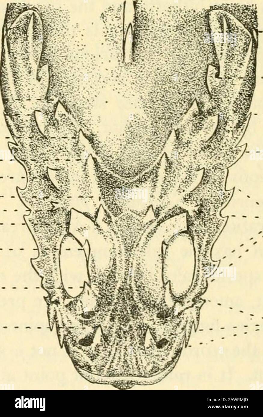 Smithsonian miscellaneous collections . Interior parietal  , esterier parietal.Upper posttemporaS oral ./ Post orbital Cleithral... - -Supplemental preep. First preopercu/ar Second to fifthpreoperculajr Preorbiial Suborbital Fig. I.—Side view of the head of Scorpaena pluviieri showing the spines andtheir nomenclature as used in this paper. Semidiagrammatic. Drawn by MildredH. Carrington. Up&rcul^r.- Upper posttempor&L . 1| -i LLower posttemporaL Post&yior p^rieta.1. Anterior parieta.L Pt&rotic. ... ... ?L Frontal-^ V ^ Sphenotic. ....... - .- .^ rostocula.r. Oupraocu/ar- .rrec7cu/&lt;ar. . -. Stock Photo