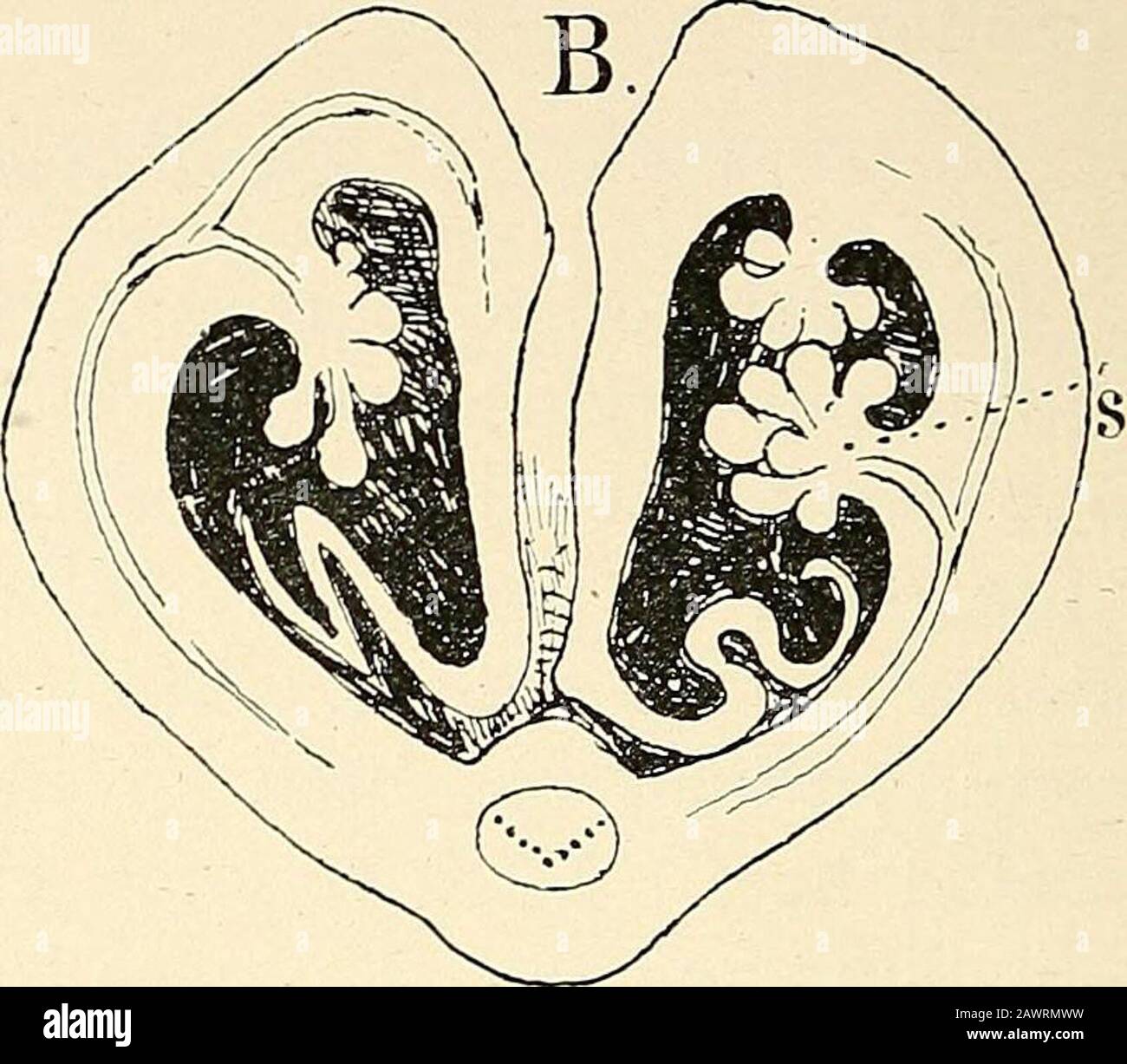 The structure & development of the mosses and ferns (Archegoniatae) . hy Fig. 194.—a, Pinnule of Aspidmm spiniilosuin (Schw.), showing the sori (s) with kidney-shapedindusium, X4; B, cross-section of a pinna from a young sporophyll of Onoclea struthioj/teris;s, sorus, X40. venation of the leaves and the position of the sporangia. Theleaves range from the undivided ones of Vittaria or Scolopen-drium to the repeatedly divided leaves, usually pinnate, of suchforms as Pteris Aqtdlina. In some tropical epiphytic species, such as Asplenium nidus, Platy-cerium, species of Polypodiuin, theleaves are Stock Photo