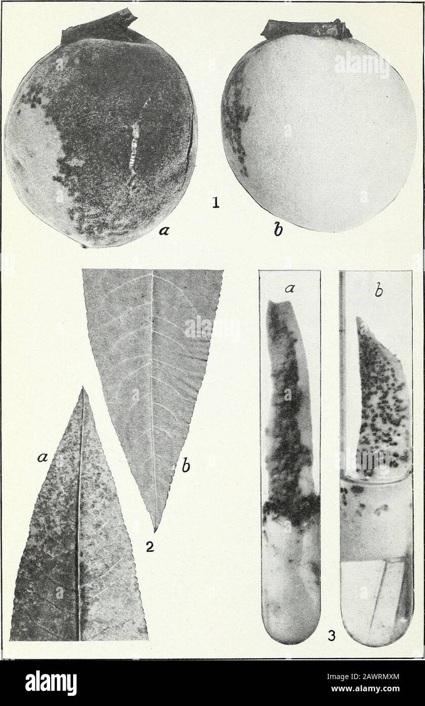 Peach scab and its control . Elberta Peaches Badly Attacked by Cladosporium carpophilum. The upper figure shows brown-rot following scab. From Chevy Chase, Md., August 6, 1915, abouta week before harvest. (Natural size.) Bui. 395, U. S. Dept. of Agriculture. Plate III.. Cladosporium carpophilum on Peach Fruit and Leaf and in Culture. Fig. 1.—Badly diseased Elberta fruit, showing typical distribution of infection: a, Surface mostexposed to wetting, abundantly infected; b, surface least subject to wetting, no disease evident.From Chevy Chase, Md., August 6,1915. (Natural size.) Fig. 2.—Distal po Stock Photo