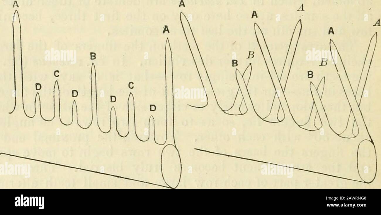 The annals and magazine of natural history : zoology, botany, and geology . towards the side that is ventral when thechela is extended. This tooth apparently corresponds to one * Jenaische Zeitschr. xxxiii. 1898, p. -!?. t Bull. Bureau fisheries, Washington, xxix. 1009, p. 260 232 On a new Species of Thaumastocheles. which, in Th. zaleucus, seems to be in series with the ven-trally directed row, though it is larger than its neighboursand a little more inclined than they are. The specimens described by Doflein and Miss Rathbun areidentified with the species here described not only on accountof Stock Photo