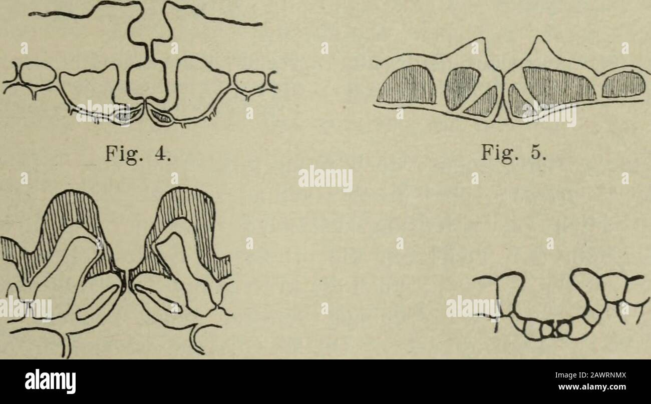 Blatt stomata hires stock photography and images Alamy