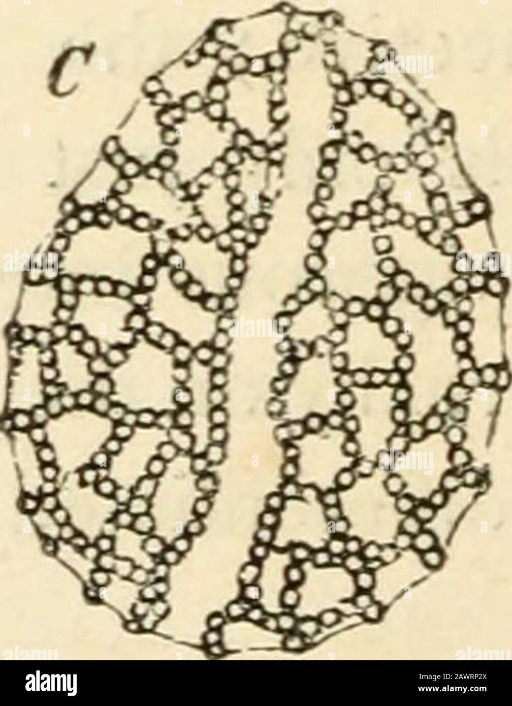 Text-book of botany, morphological and physiological . Fig. 345.—.5 a young pollen-cell oiFunkia ovata ; the thickenings which project outwardly are still small, in theolder pollen-cell C they are larger ; they are arranged in lines connected into a net-work. cells of the pollen, which produce, by a few further divisions, a longish assemblageof mother-cells united into a tissue (Fig. 343, A, sm; Fig. 346, ?n); the whole large-celled mass being surrounded on the outside by a small-celled tissue consisting of so that usually only one layer remains; and this, together with the epidermis, forms th Stock Photo