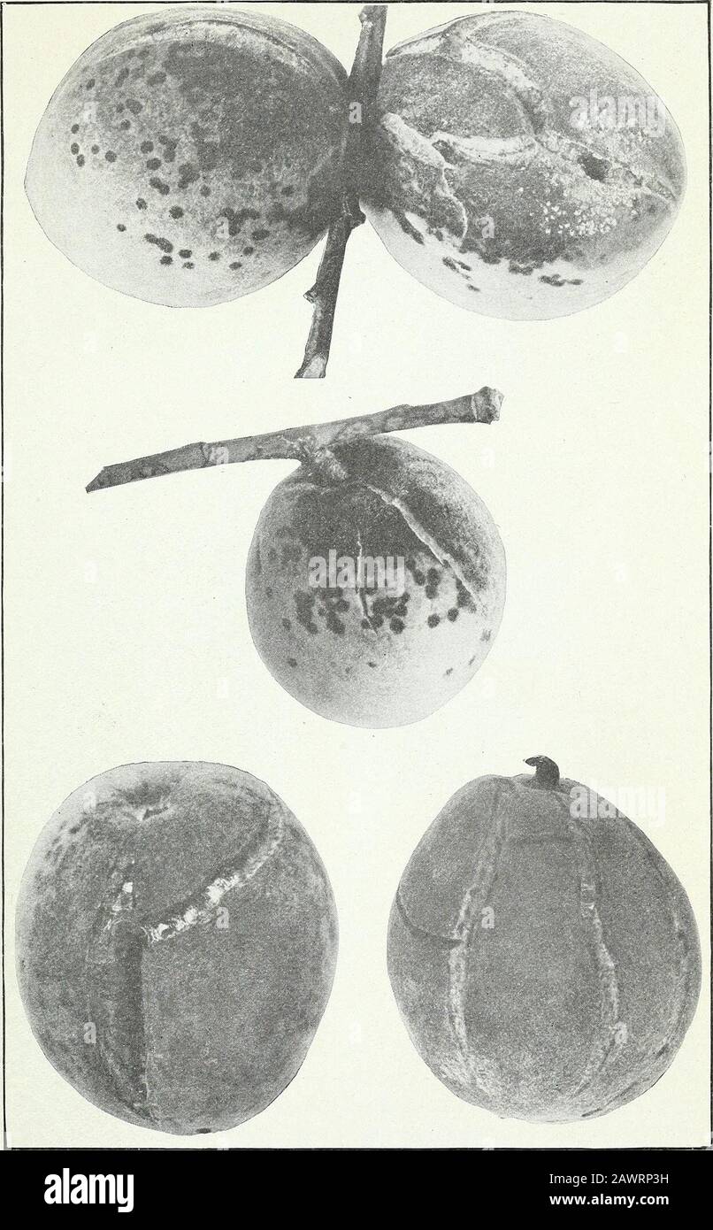 Peach scab and its control . AJHOEn&Co.Baltimore. Peach fruits, twigs, and leaf attacked by Cladosporium carpophilum. Figs 1 and 2.-Badly diseased Elberta fruits from Chevy Chase, Md., August 6, 1915 (about a weekbefore harvest). Fig 1 -Cracking of the diseased area. Fig. 2.-6lose proximity of twig lesionsto the infected area of the fruit. Figs. 3 and 4.-Early stages of infection on twigs of 1-year-oldJiarly Crawford trees from inoculation experiments at Madison, Wis., August 6 1915 Painted 40days after inoculation. Fig. o.-Typical natural infection on an Elberta twig from Chew ChaseMd., {Sept Stock Photo