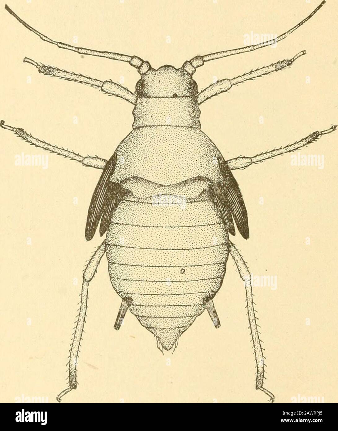 Report of the State Entomologist on the noxious and beneficial insects of the state of Illinois . NGED FEMALE. Head black, with red or black eyes, the latter usually with a redtubercle behind. Thorax sometimes jet black throughout, sometimeswith the prothorax yellowish. Abdomen yellowish-green with blackedges, and with blackish margins to segments. Legs yellow, withcoxfe, tarsi, and distal parts of tibiae and femora dusky or black.€ornicles cylindrical, black; tail yellowish, rostrum yellow, with—6 86 black tip. The antennae are six-jointed, (apparently seven), the sixthwith a setaceous tip th Stock Photo