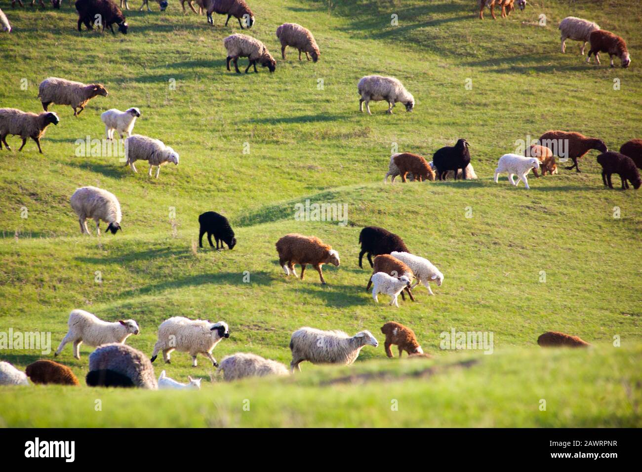 Flock of Sheep in a green meadow curiously looking at camera Stock ...