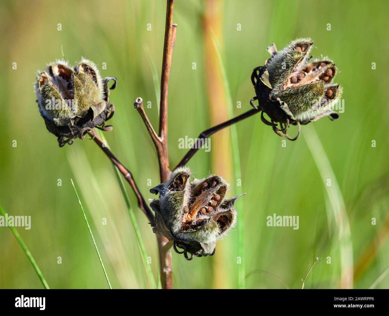 Seed pods cracked open, exposed the seeds. Houston, Texas, USA. Stock Photo