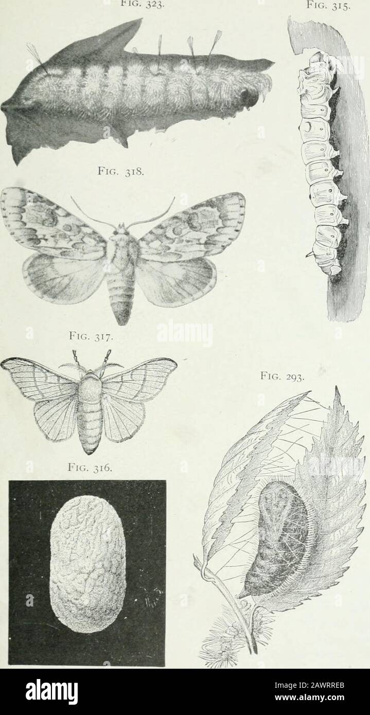 Economic entomology for the farmer and fruit-grower : and for use as a text-book in agricultural schools and colleges . The wood leopard-tnoth, Zeiizera pyrina.—a, b, larva, from above and side, abouthalf grown; c, male, d, female; e, larval burrow, showing the tendency of the full-grown caterpillar to girdle its food plant. benefit; but it will take years of steady work to lessen the insectsin some of our cities, and to remove them as a source of dangerto the shade-trees. In the family Acr^^/V/^, or owlet-moths, we have a largenumber of species, and among them many that are troublesometo the Stock Photo