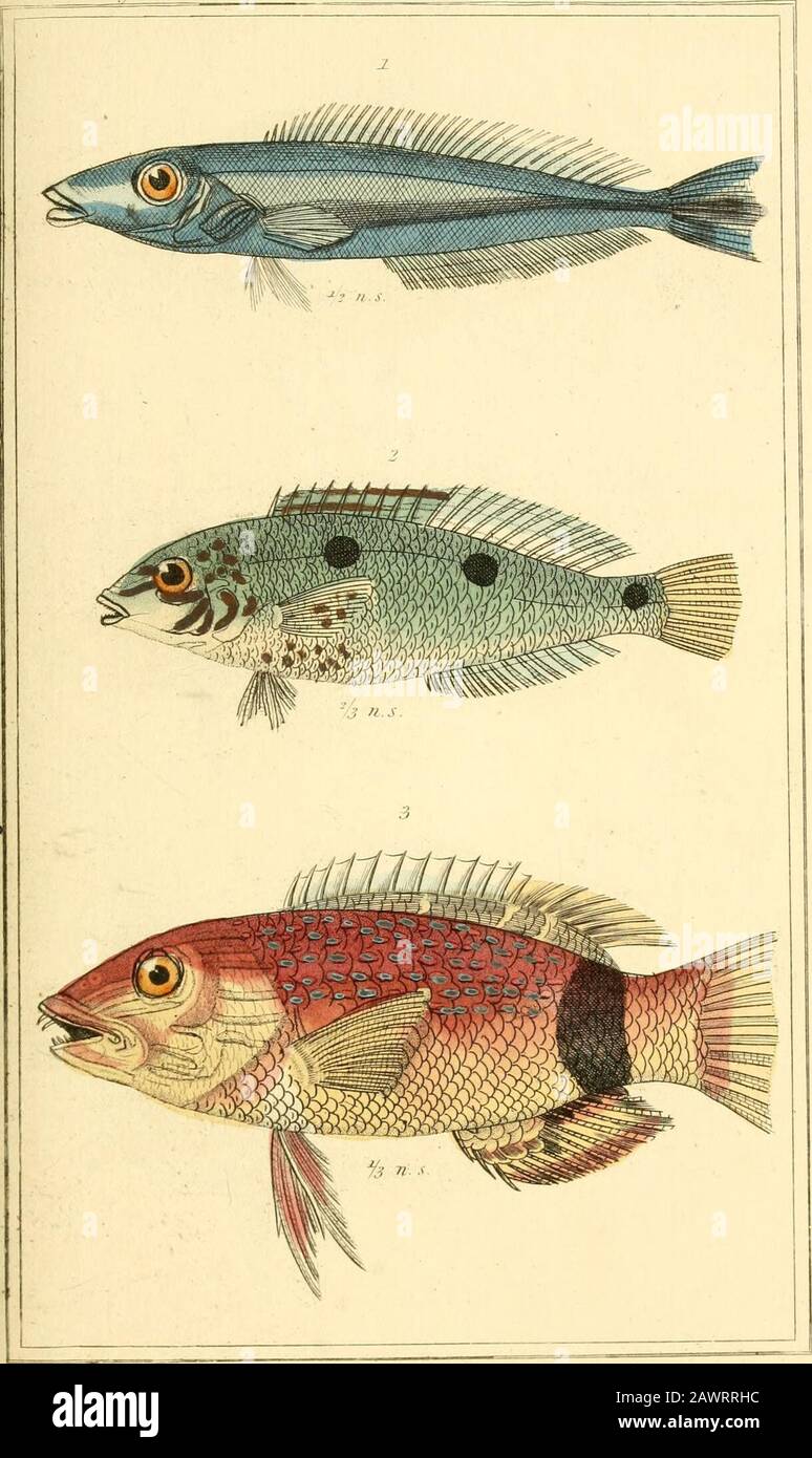 The animal kingdom, arranged according to its organization, serving as a foundation for the natural history of animals : and an introduction to comparative anatomy . piscntorius. j^-Anlt-jiiAiixrus iie^u^ .Biifxiic-hiiS xnrt ... The animal kingdom, arranged according to its organization, serving as a foundation for the natural history of animals : and an introduction to comparative anatomy . piscntorius. j^-Anlt-jiiAiixrus iie^u^ .Biifxiic-hiiS xnrt ...