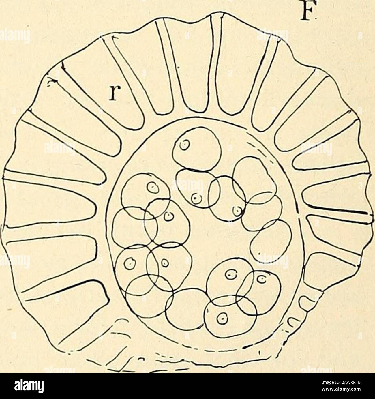 The structure & development of the mosses and ferns (Archegoniatae) . Fig. igi.—Tricliomancs cyrtotheca (Hilleb.). Development of the sporangium, X225. A, Longi-tudinal section of very young receptacle with the first sporangia (j-/) ; B-D, successive stages ofdevelopment seen in longitudinal section ; F, horizontal section of nearly ripe sporangium ; r,the annulus. young the tissue of the leaf immediately about it forms a ring-shaped ridge, which grows up in the form of a cup-shapedindusium, which either remains as a tube {Trichomanes) or isdivided into two valves (^HynieitopJiylhuii). Many sp Stock Photo