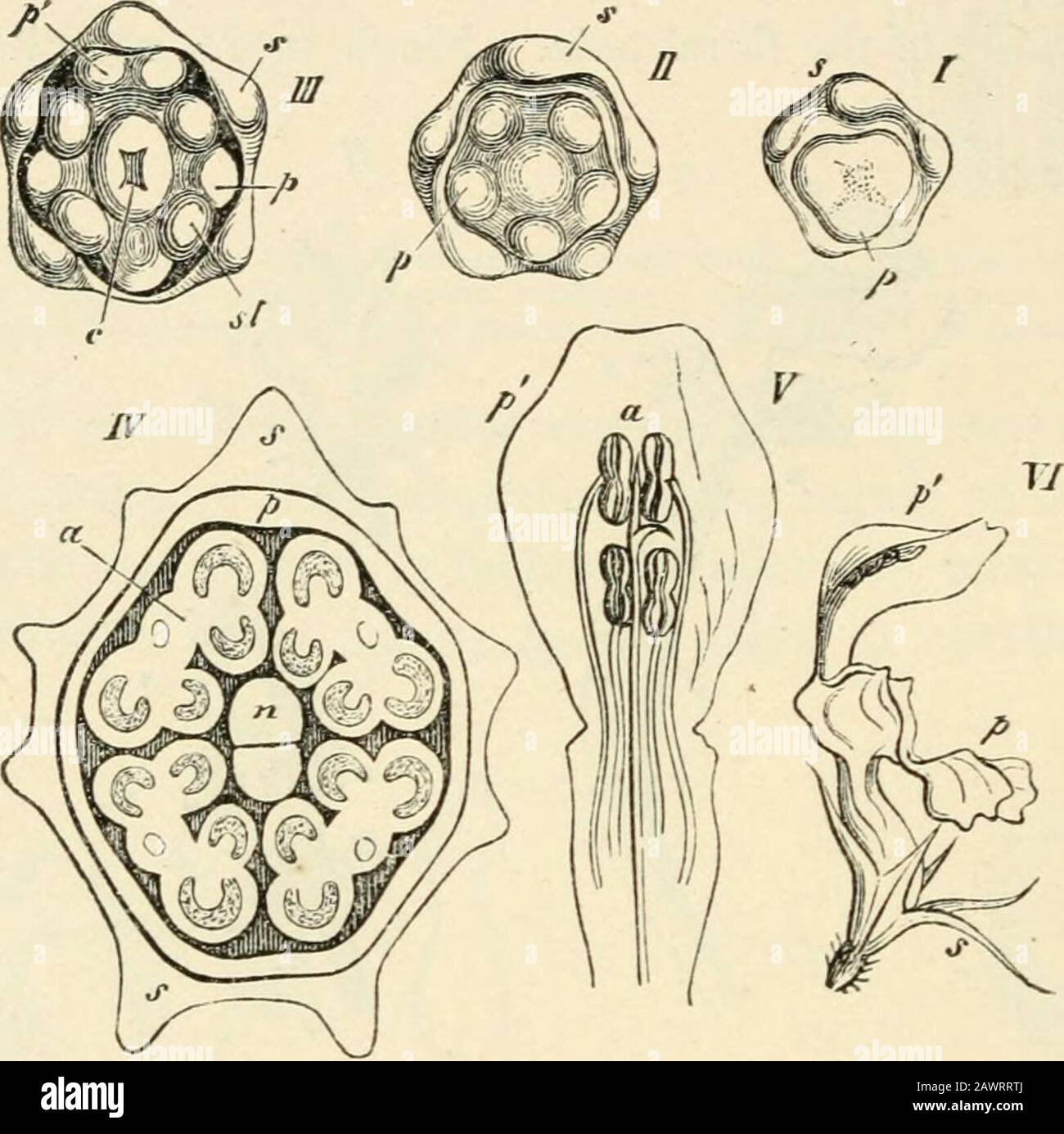 Text-book of botany, morphological and physiological . S. The size and form of the stamens frequently varies within one and the sameflower ; thus, for instance, in the Cruciferai there are two shorter and four longer(tetradynamous), in the Labiatae two larger and two shorter (didynamous) stamens;in Centradenia, as was shown in Fig. 333, A, B, they are not only of different size,but are also differently segmented. A correct conception of the history of develop-ment and a comparison of the relationships of number and position in nearly alliedplants enable one to apply the term stamen even to str Stock Photo