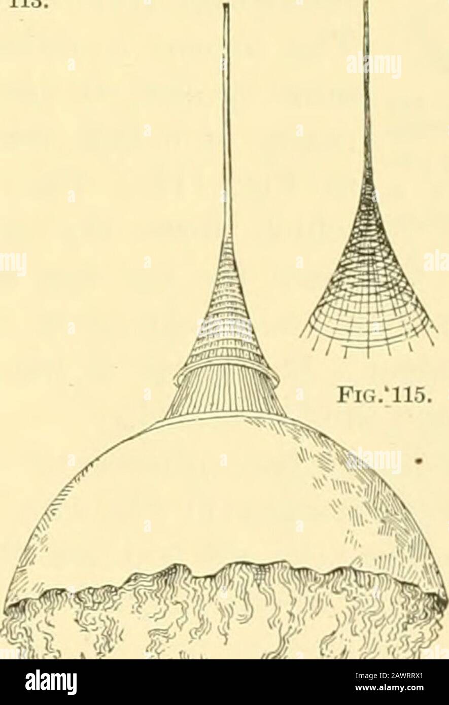 American spiders and their spinningworkA natural history of the orbweaving spiders of the United States, with special regard to their industry and habits . Fig. 116.. J. Fig. 114. Fig. 112. Cocoon of Theridium frondeum, magnified. Fig. 113. The same, natural size, suspendedin natural site. Fig. 114. Cocoon of Argyrodes trigonum, much enlarged, to show the structure.Fig. 115. The spiral thread on the cap and stalk. Fig. 116. Cocoons of Ero variegata, twicenatural size. (After Blackwall.) IIG AMERICAN SPIDERS AXD THEIR SPINNINGWORK. variegatum), a little sj^idpi ot uncommon in England, which wou Stock Photo