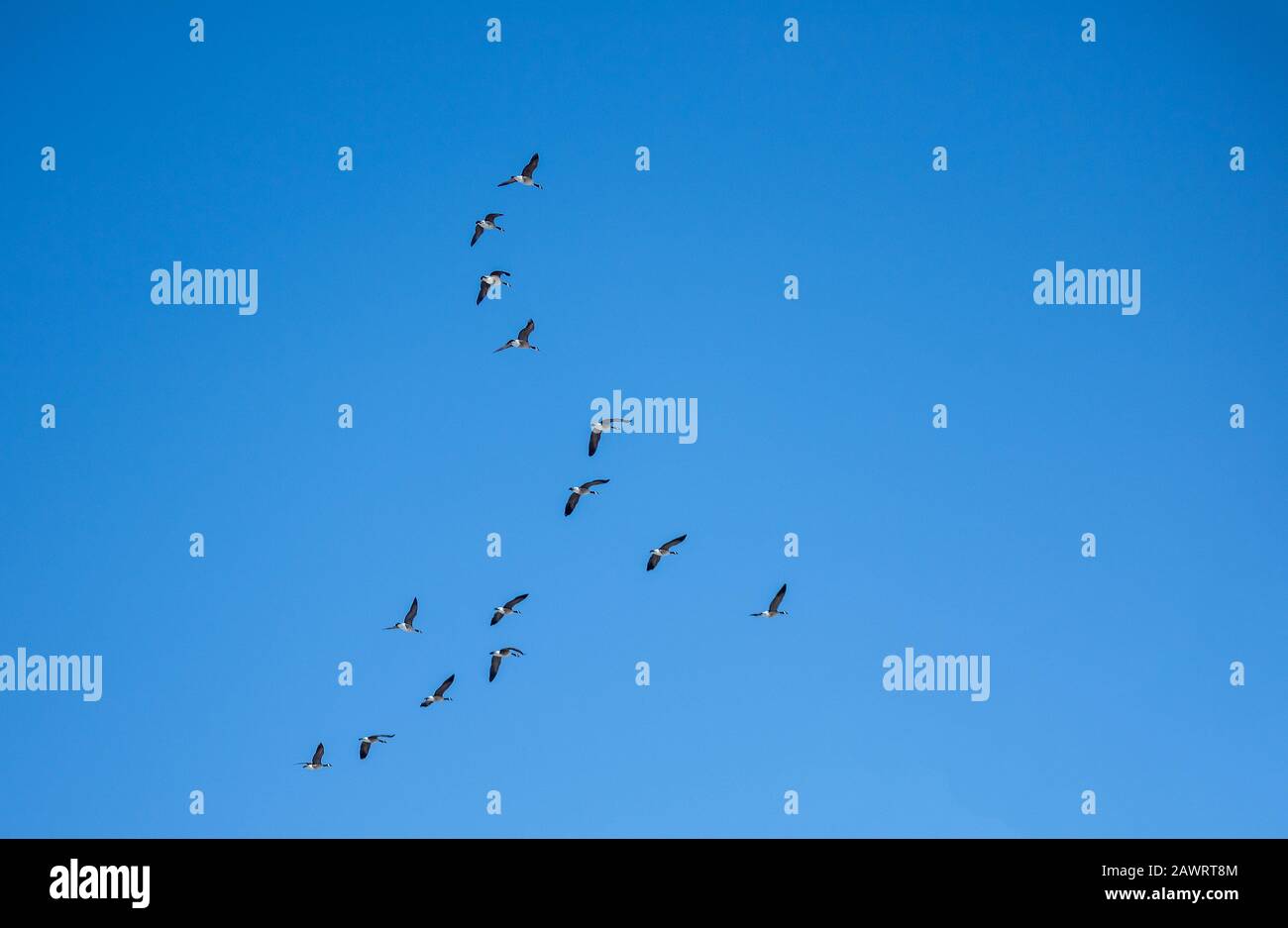 A flock of birds on the blue sky background Stock Photo - Alamy