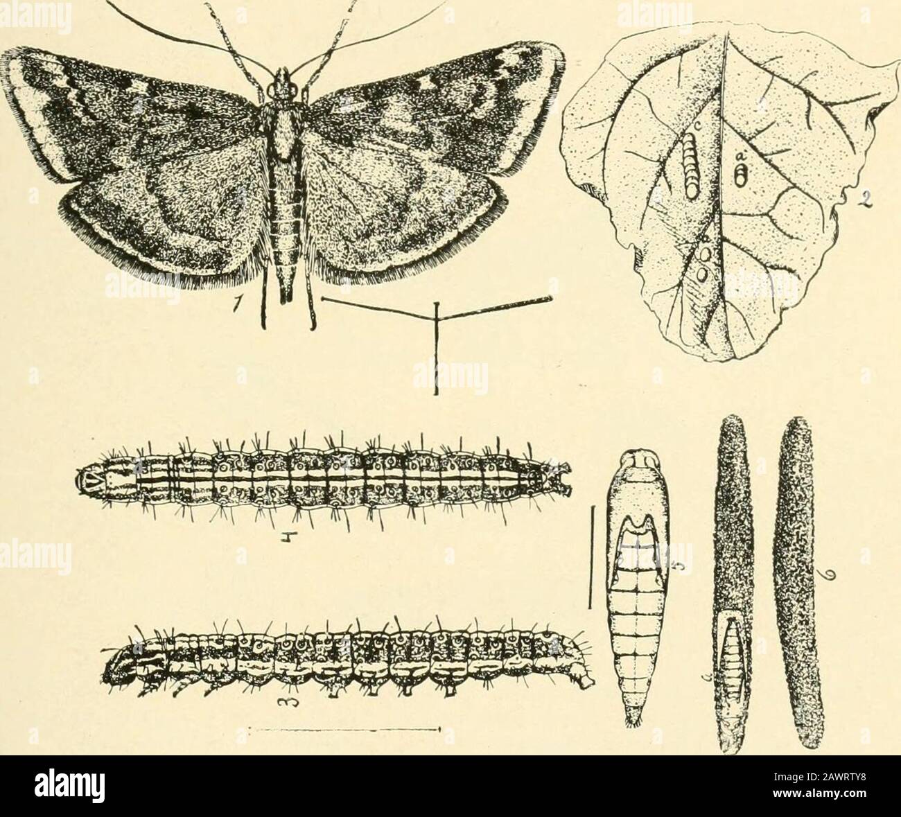 Insect pests of farm, garden and orchard . bum) and careless weed {A mnranthus) and will probably feedon many other crops. It is a native of western and centralEurope, and northern Asia, and was evidently introduced on thePacific Coast, as it was noted in Utah in 1869. The moth is larger than the garden webworm, having a wingexpanse of an inch, and is a purpHsh-brown color with darkerand paler bands as shown in Fig. 239. The -full-grown larva isabout an inch long, of a dark color with a white stripe down the * Loxostege sticticalis Linn. P^amily Pyraustidae. See C. P. Gillette,Bulletin 98, Col Stock Photo