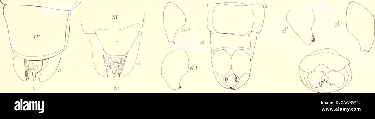 Monograph of the bombycine moths of North America, including their transformations and origin of the larval markings and armature . alj&lt;loinen, from aljove.Fig. 5«.—Anisota stifjma, $, sternal view of claspers and forked tiji of suranal jilate: /, r. rigid clasper; cl, I, left clasper; st, sternum.Fig. oIj.—Anisnta slir/»ia, $, a portion itergite) removed to sliow the forked end nf the suranal plate (;-?).Fig. he.—Anmola slUjma, $, end of abdomen, lateral view. Fig. 6.—Anisota senaloria, $, tergal view of genital armature, the tergite of segment ninr liuving been removed.Fig. 6n.—.lno^nln s Stock Photo