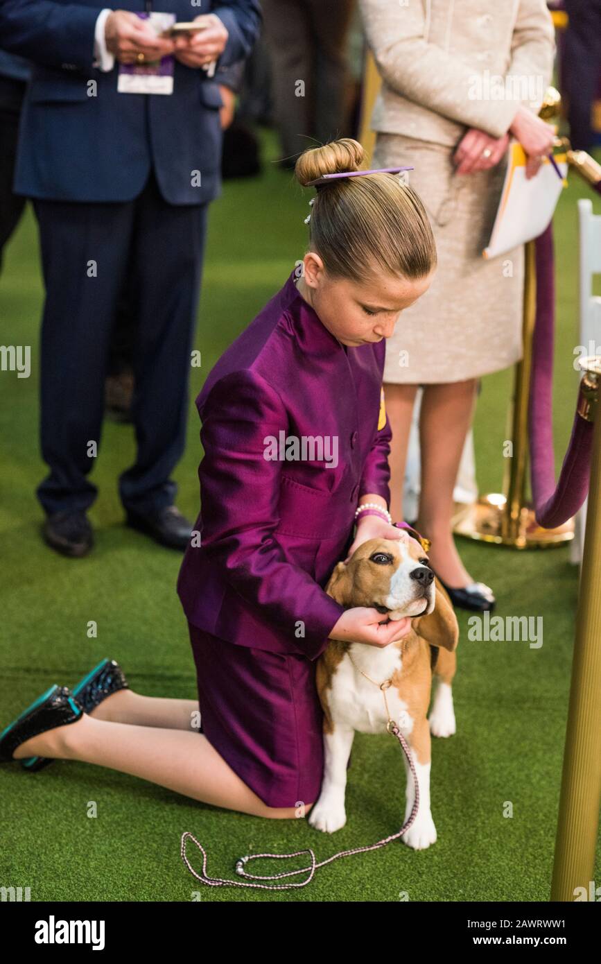 New York City, USA February 9, 2020 Westminster Kennel club Dog Show