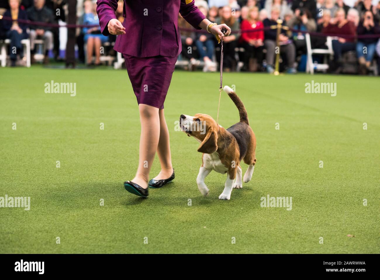 Kennel club dog hires stock photography and images Alamy