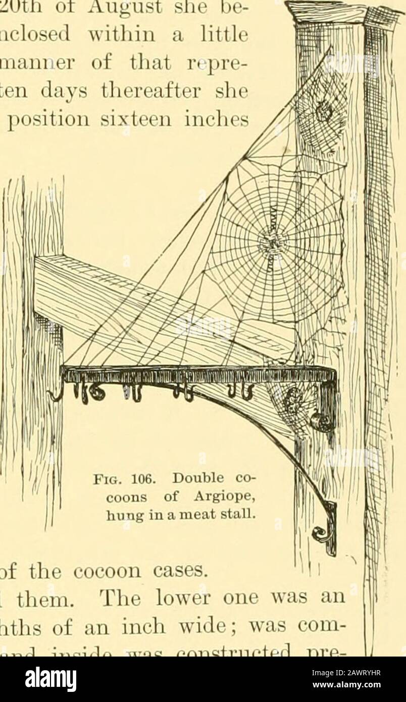 American spiders and their spinningworkA natural history of the orbweaving spiders of the United States, with special regard to their industry and habits . es of the orb. (Fig.106.) The lines composing the tentswere of a greenish yellow silk, sim-ilar to that used in the construction of the cocoon cases. I removed the cocoons and opened them. The lower one was aninch and a quarter long and seven-eighths of an inch wide; was com-posed of a soft, yellow silken plush, and inside was constructed pre-cisely like the ordinary egg sac of this species. It contained one hundredand twenty eggs, all of t Stock Photo
