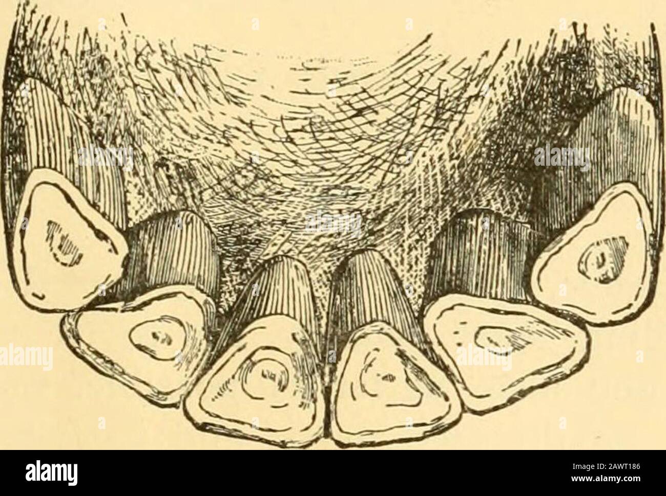 Rasping teeth hi-res stock photography and images - Alamy