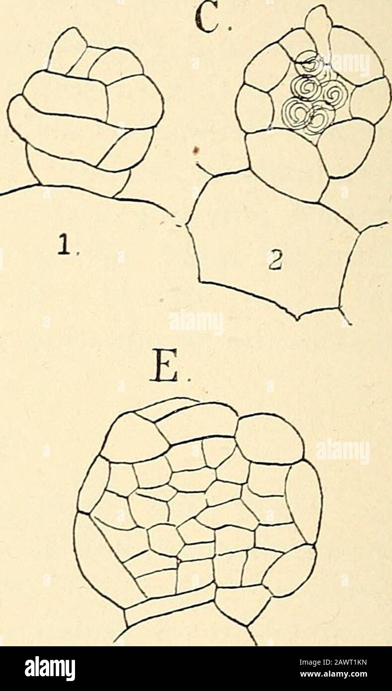 The structure & development of the mosses and ferns (Archegoniatae) . Fig. ZQ.—Hymenophylluin (sp). Development of the antheridium, X260. A, D, From Hvingspecimens; E, microtome section; B i, C 2, D i, optical sections; B 2, C i, D 2, surface viewof the same. margin. Goebel ^ has shown, however, that these archegonialgroups arise first near the growing point of the prothallial branch,and that they are simply separated by the intervention of zonesof sterile tissue. At the point where they arise the prothalliumbecomes more than one cell thick, and in all cases where thedevelopment could be cert Stock Photo