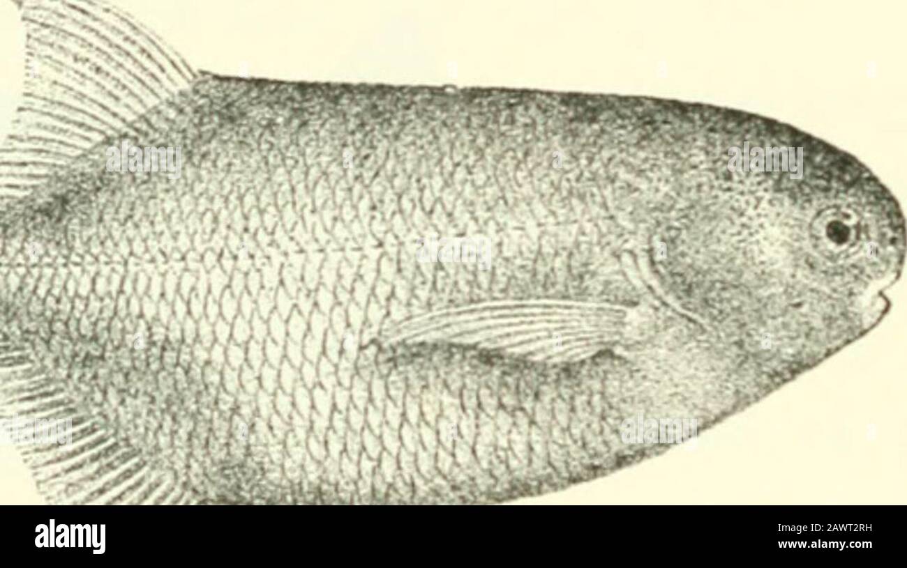 Catalogue of the fresh-water fishes of Africa in the British museum (Natural history) .. . 221 (1866), and Pethericks Trav. ii. p. 256 (1869).Petrocephalus isidori, Marciisen, Bull. Ac. St. Peterj^b. xii. 1854, p. 14, and Mem. Ac. St. Petersb. (7) vii. 1864, no. 4, p. 150. pi. v. fig. 20. 6 MOKMYRID.E. Marcusenius isidori, Bouleng. Proc. Zool. Soc. 1808, p. 708, and Fish. Nile, p. 42,pi. vil. fig. 1 (1907). Depth of body 2 J to 3J times in total length; length of head 4 to 4^times. Head as long as deep; snout y to J length of head, rounded,projecting beyond mouth; mouth situated below nostrils Stock Photo