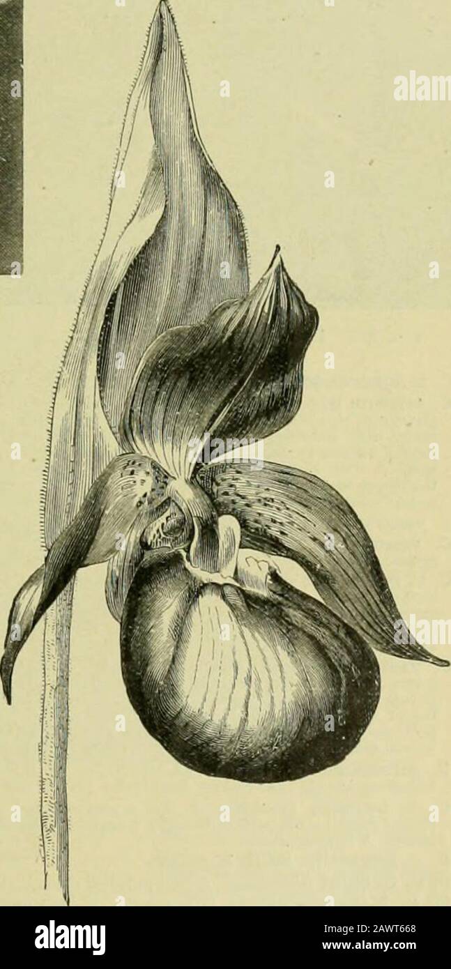 The century supplement to the dictionary of gardening, a practical and scientific encyclopaedia of horticulture for gardeners and botanists . hose of (7. virens. Borneo, 1882. C. occidentale (Western). A synonym of C. montanum, C. orbmn (orb-like). A synonym of C. barbatum Crossii. C. Pearcei (Pearcos). A synonjTu of Selenipedium caricinuiiL C. philippinense (Philippines). The correct name of C. loivi-gatum. Syn. C. Roebdcmi. C. Fitcherianmn (Pitchers). A synonym of C. Argua. C. prsestans (excelling). Jl. nearly as large as those ofSelenipedium grande; sepals nearly equal, the dorsal one bande Stock Photo