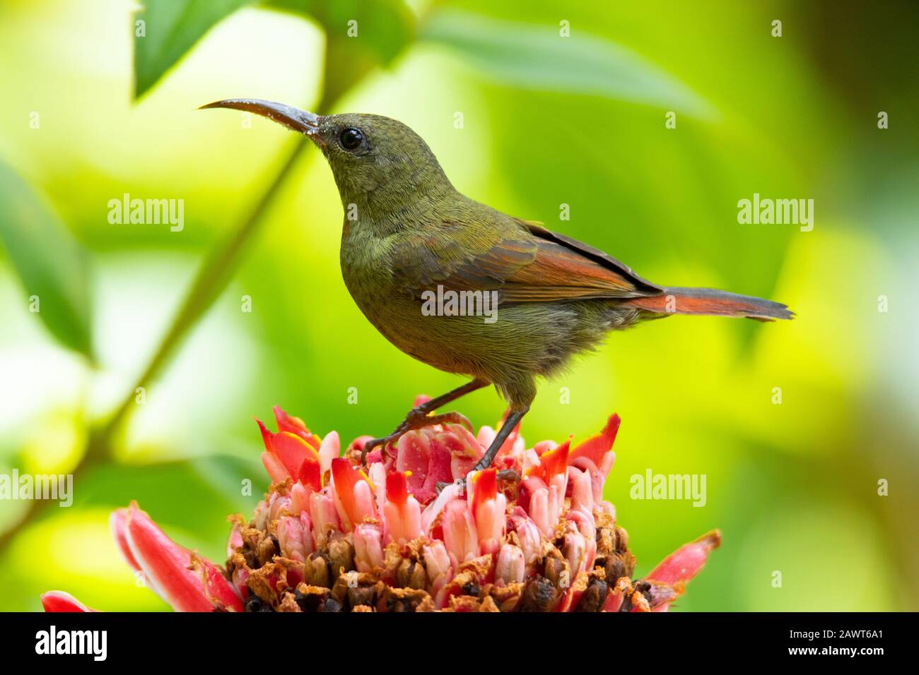 A female Magnificent sunbird,Aethopyga magnifica,perched on a Torch