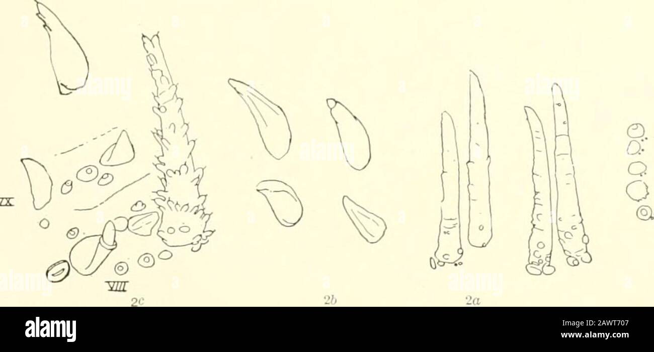 Monograph of the bombycine moths of North America, including their