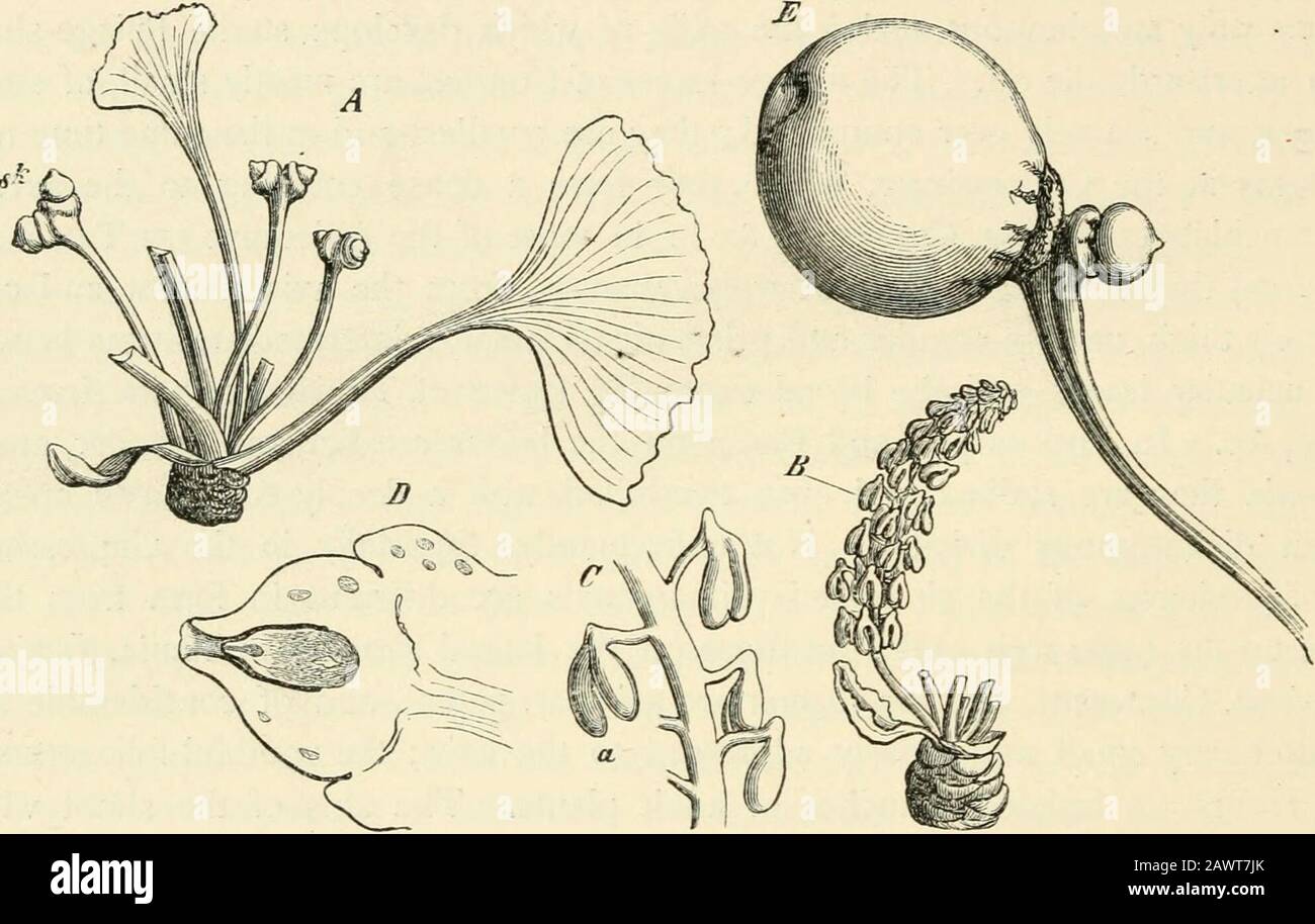 Text Book Of Botany Morphological And Physiological Acute Angle To One Another The Fohage Leaves Of