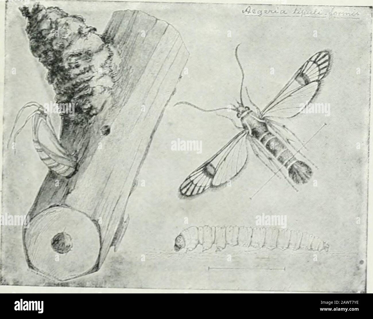 Economic entomology for the farmer and fruitgrower and for use as a