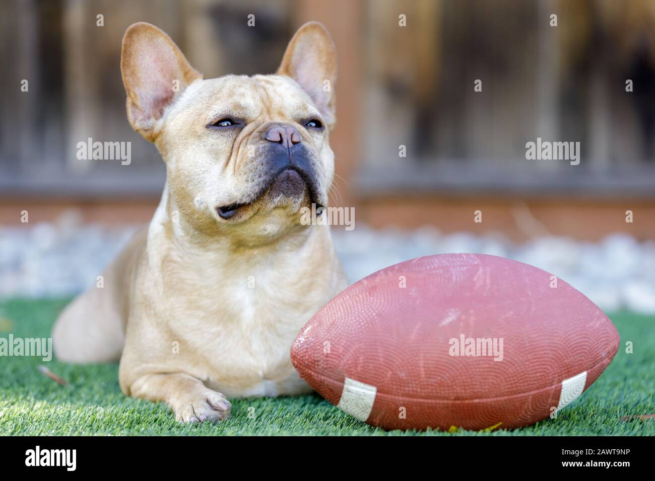 Frenchie chilling with a football Stock Photo