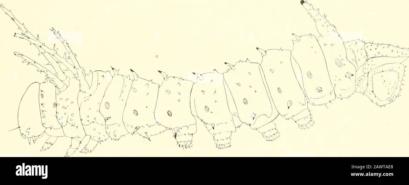 Monograph of the bombycine moths of North America, including their