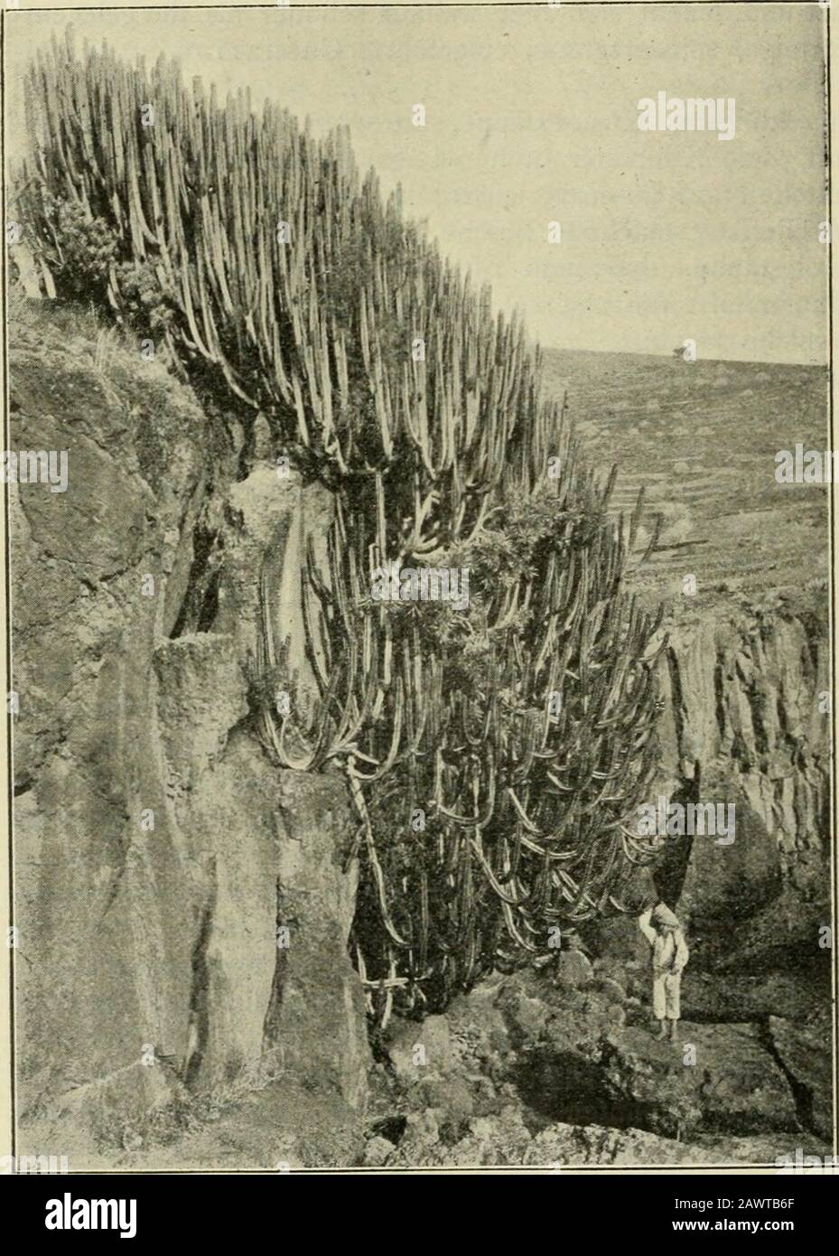 Mitteilungen der Deutschen Dendrologischen Gesellschaft . t verengtes Tal, indessen Sohle im Wintermeist ein Bach rinnt unddessen Flanken in bezugauf Feuchtigkeit der be-nachbarten Küstensteppegegenüber schon ein wenigbegünstigt, hier und daTerrassenkulturen undkleinere Siedelungen auf-weisen. Weiter oben zeigendie es abschließendenBerggrate allerdings zu-meist noch die Repräsen-tanten der Küstensteppeoder sind durch völlignackte Felskuppen ge-krönt. Vor allem fälltuns zuerst 1) ein kaktus-ähnliches mächtiges Ge-wächs mit bogig vom Erd-boden aufsteigenden orgel-pfeifenartigen, 3—5kantigen, mil Stock Photo