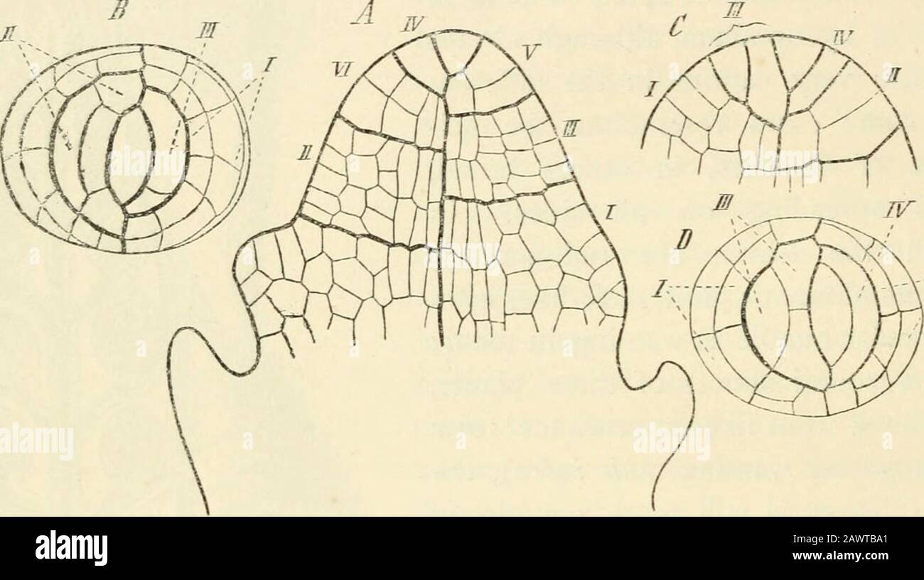 Text-book of botany, morphological and physiological . seen onold shoots of -S*. Kraussiana. The Apical Growth of the stem takes place, in Isoetes, Selaginella, and Psilotum,by means of an apical cell. That of hoetcs lacustris is, according to Hofmeister,two-edged when the stem has two furrows; in the species with three furrows itis a three-sided pyramid. In young plants the leaves stand accordingly in the firstcase in two, in the second case in three rows; but later the phyllotaxis becomesmore complicated and spiral, indicating perhaps that in the older stem the primarywalls of the segments a Stock Photo