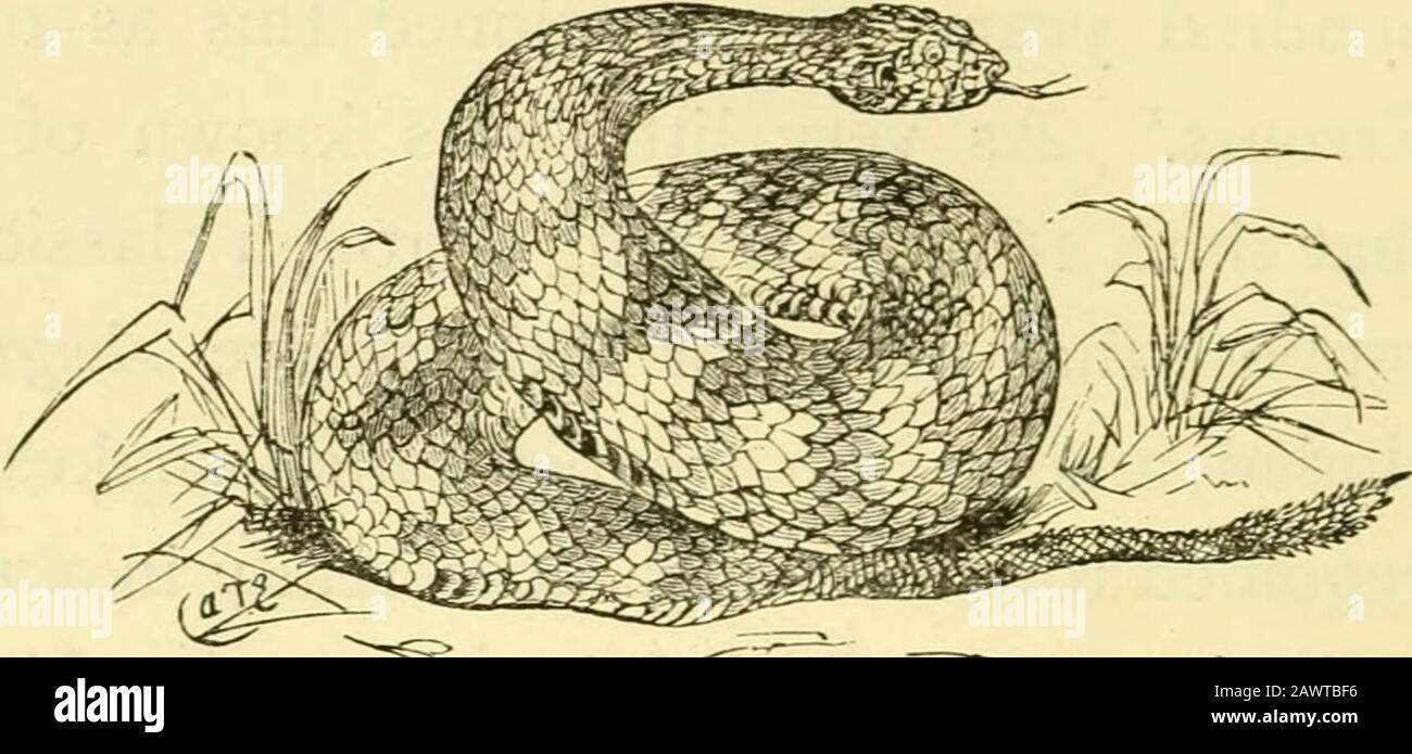 Snakes Curiosities And Wonders Of Serpent Life Med Tongue Which