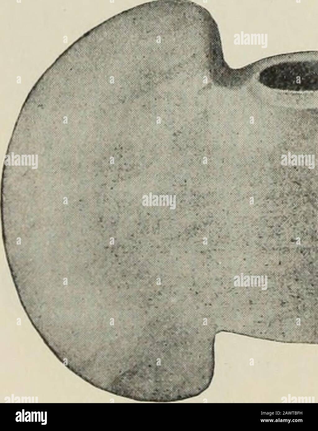 Annual report of the Bureau of ethnology to the secretary of the Smithsonian Institution .. . Fig. 141.—Banner stone, crescent-shape. ft The crescentic banner stones might better be termed semilunar,since most of them are flat at one end and curved at the other. Occasion-ally one has both endscurved and parallel,the sides also slightlycurved, making them a r t i c 1 e r e n i f o r in. ? Others have the ends ? straight and parallel, ? with the sides curved or like the zone of a circle. Two have amidrib for the hole,with the sides dressed Fig. 142.—Banner stone, crescent-shape. down quite thill Stock Photo