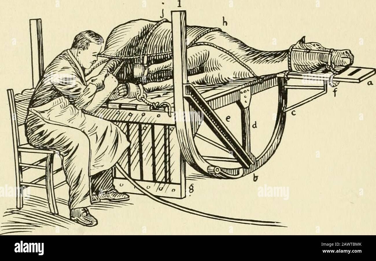 Restraint of domestic animals; a book for the use of students and practitioners; 312 illustrations from pen drawings and 26 half tones from original photographs . Fig. 215. German Equine Operating Table, Upright Position, Ready forReception of Patient. Figure 215 represents the German equine operating table,upright position, ready for reception of patient. The table top(k), including head-board (j) and platform for the feet (a),is made of hardwood boards 2x4, arranged in slat fashion. Toplace an animal on this table the table itself is raised to theupright position. Figure 215. The animal is t Stock Photo