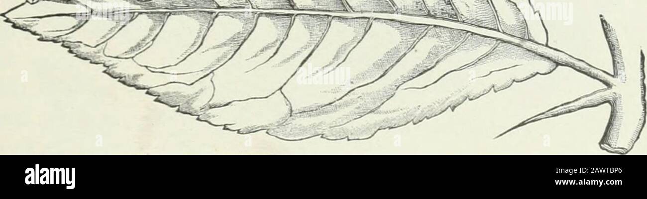 Economic entomology for the farmer and fruit-grower : and for use as a text-book in agricultural schools and colleges . .^=X-ivi ^. Stock Photo