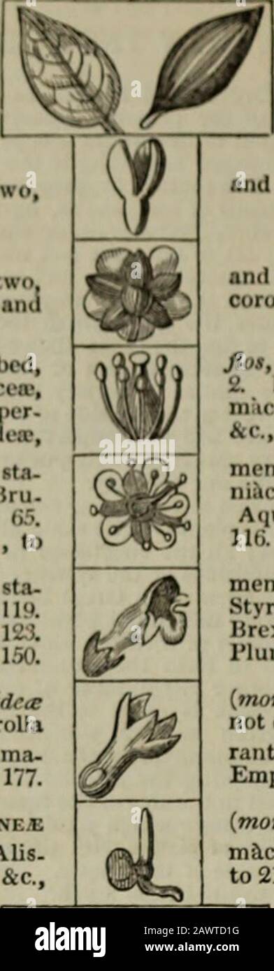 Loudon's Hortus britannicus : a catalogue of all the plants indigenous, cultivated in, or introduced to BritainPart IThe Linnaean arrangement : part IIThe Jussieuean arrangement . issian. or natural, system. Frtt Orwid Divlilon, V ASCILAMIRSand cellular tiiaue). or First riOM, l)lCl»TYLEno*NKjK (&lt;/l#, tWO, Subdivision I. DUhlamydcir ilis, two. culyx and SuIk-Luu 1. Thalninillbra! {thn/amus, a bo. Mi-nisner-dea, 7 riHlophylliu-ea, S. Hydroju-ltidea?, SubclaA.i 2. Calyciflbra? {cnli/i and flos; sta-— 5y. Cola.strca*, Hiiannu-.e, (il. Hru-rt&gt;. Homalinea, (U. lliaillitihiea;, ?),5.Terebinth Stock Photo