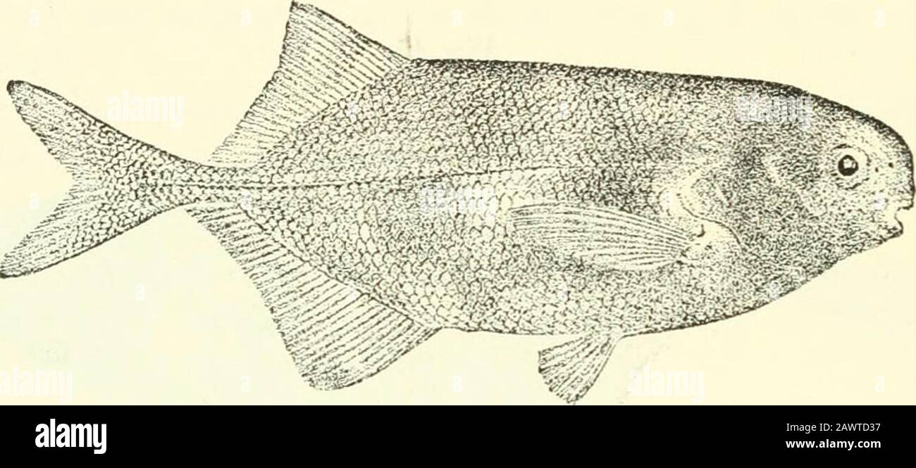Catalogue of the fresh-water fishes of Africa in the British museum (Natural history) .. . 0 millim. Upper Congo.—Types in Congo Museum, Tervueren.1-2. Two of the types. Kutu, L. Leopold II. M. P. Delliez ((.). 2. MARCUSENIUS PULVEHULENTUS. Boulcng. Ann. Mns. Congo, Zool. i. p. 08, pi. xxxiii. fig. 2 (1899), and Poiss. Bass.Congo, p. 78 (1901). Depth of body 3 to ?&gt; times in total length, length of head of to 4times. Head a little deeper than long; snout rounded,  to  length of 64 MOKMYEID.fi. head, projecting very slightly beyond mouth; latter small, its width 4 to4^ times in length of Stock Photo