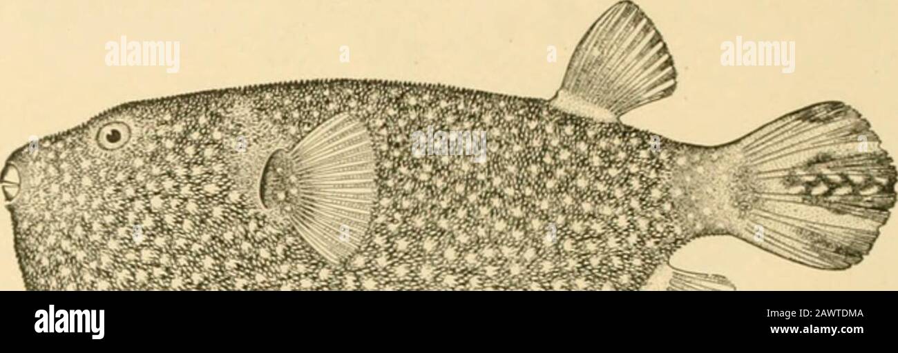 Fishes . Schneider). Noank, Conn. In Tetraodon the nasal tentacle is without distinct opening,its tip being merely spongy. The species of this genus areeven more inflatable and are often strikingly colored, the youngsometimes having the belly marked by concentric stripes ofblack which disappear with age. Tetraodon hispidus aboundsin estuaries and shallow bays from Hawaii to India. InHawaii, it is regarded as the most poisonous of all fishes(muki-muki) and it is said that its gall was once used to 632 Series Plectognathi poison arrows. Tetraodon faliaka is a related species, thefirst known of t Stock Photo