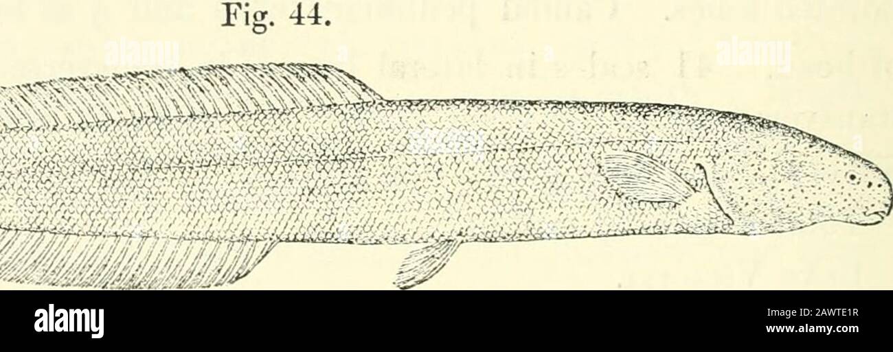 Catalogue of the fresh-water fishes of Africa in the British museum (Natural history) .. . Notes Leyd. 31 us. iii. 1S8], p. 70.Mormijrns henryi^ Giinth. Ann. & Mag. N. H. (3) xx. 18G7, p. 115 ; Stcind. Notes Leyd. Mus. xvi. 1894, p. Qii^.Aformt/rvs cohififormls, Peters, Sitzb. Ges. nat. Fr. Berl. 1882, p. 72.Mormijriis (Isisfius) henriji, Sauvage, Bull. Soc. Zool. France, 1884, p. 207, pi. vi. fig. 1. Depth of body 8 to 11 times in total length, length of head 6 to 7^ times.Head 1^ to 2 times as long as deep ; snout rounded,  to  length of head ;mouth subinferior, its width  length of head Stock Photo