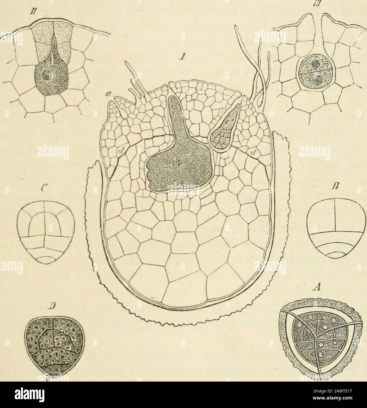 Text-book of botany, morphological and physiological . ents of the cell ...