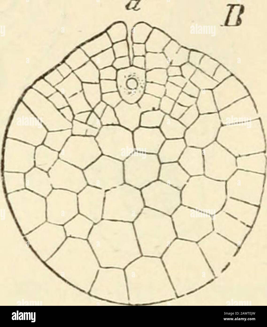 Text-book of botany, morphological and physiological . Fig. 202.—Isoetes lacustris (after Hofmeister); A macrospore, two weeks after its escape from the sporangiuin, renderedtransparent by glycerine (X6o) ; R longitudinal section of the prothallium four weeks after the escape of the macrospore,a archegonium (X40). of Ferns. The essential difference between the results of the two observers con-sists in this:—that, according to Millardet, only two of the primordial cells producethe mother-cells of the antherozoids, which then, increasing in number, cause theabsorption of the rest of the primordi Stock Photo