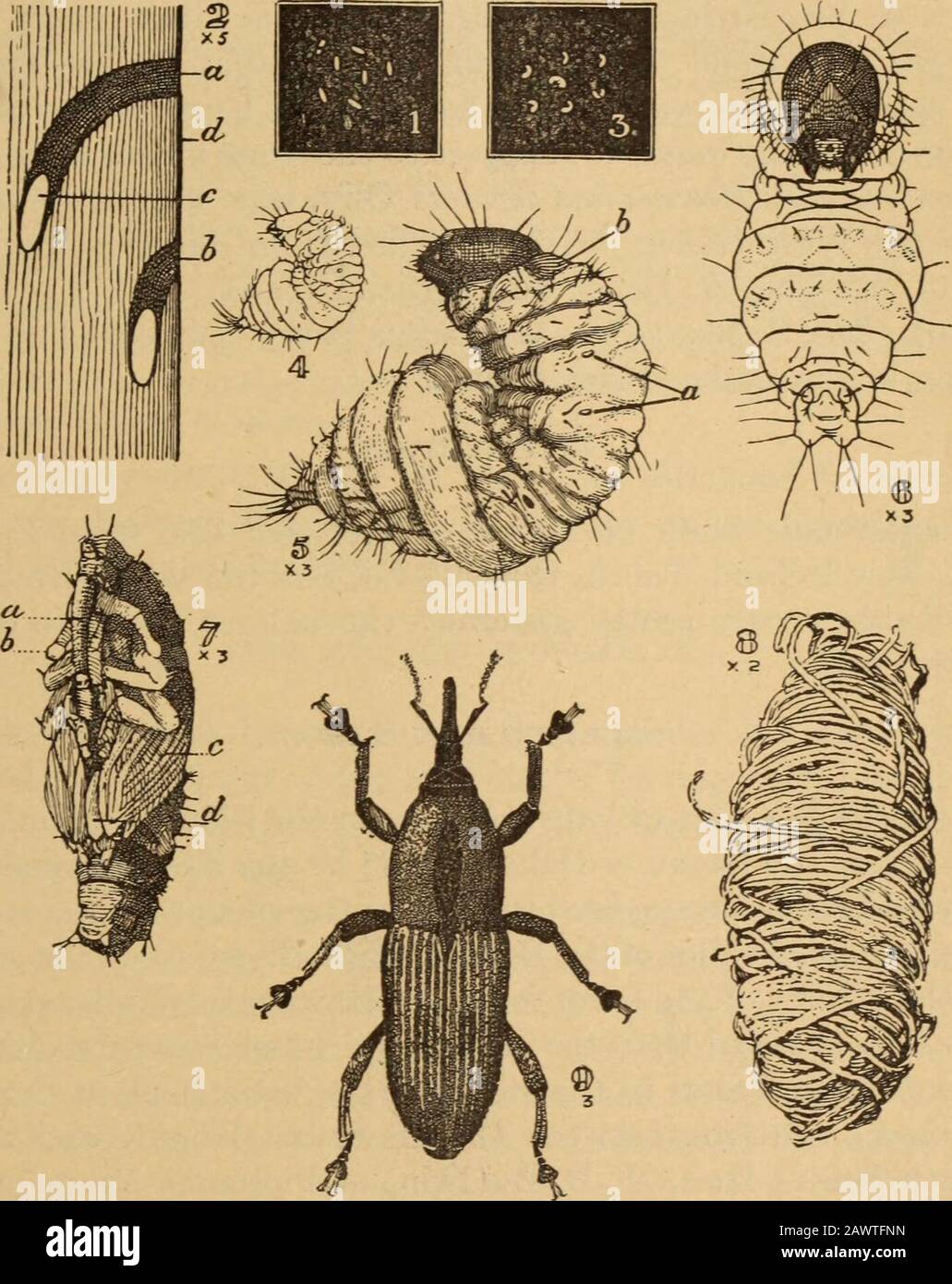 The Sugar-Cane Insects of Hawaii . ra and is a member of the same family of insects as theHawaiian sugar-cane and the corn leafhoppers.6 Three further spe-cies of this same family, the Fulgorida?, are recorded as sugar-canepests in Java by W. van Deventer.c o Quaintaxce, A. L.—Fla. Agr. Exp. Sta., Bui. 45, 1898. b Westwood, J. 0.—Mag. Nat. Hist., vol. 6. p. 407. 1841. c Phenice maculosa, Dicranotropis vastatrix, and Eumetopinn hrugt ri. Van Deventer,Handboek ten dienste van de Suikerriet-cultuur en de Rietsuiker-Fabricage op JavaII. De Dierlijke vijanden van het Suikerriet en hunne Parasieten. Stock Photo