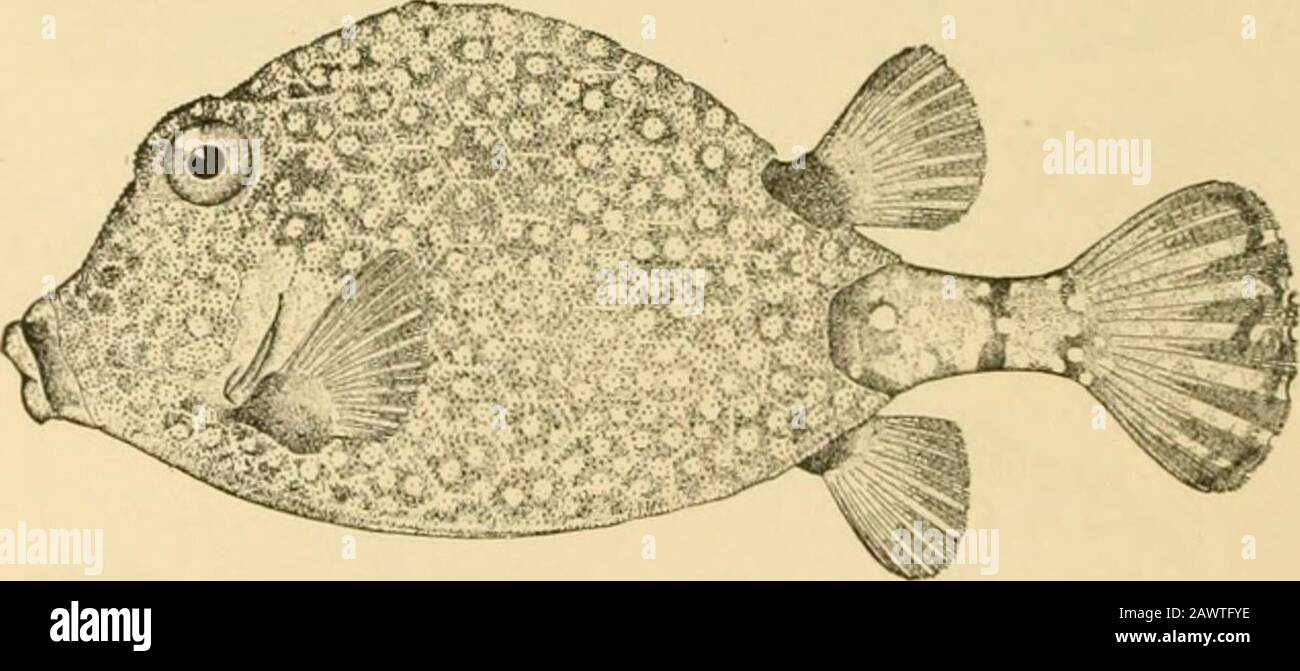Fishes . SpottedTrunk fish (face. Fin. 522.—Spineless Trunkfisli, Lactophrys triqueler (Linnspus). Tortug.is. horns over the eye; Lactophrys trijoints has spines on the lowerparts only. Lactophrys triqiieter is without spines, and thefourth American species, Lactophrys bicaiidalis, is marked bylarge black spots. The species of Ostracion radiate from theEast Indies. One of them, Ostracion gibbosum, has a turret-like spine on the middle of the back, causing the carapace toappear five-angled; Ostracion diaphaniim has short horns overthe eye, and Ostracion cormitum very long ones; Ostracion Series Stock Photo