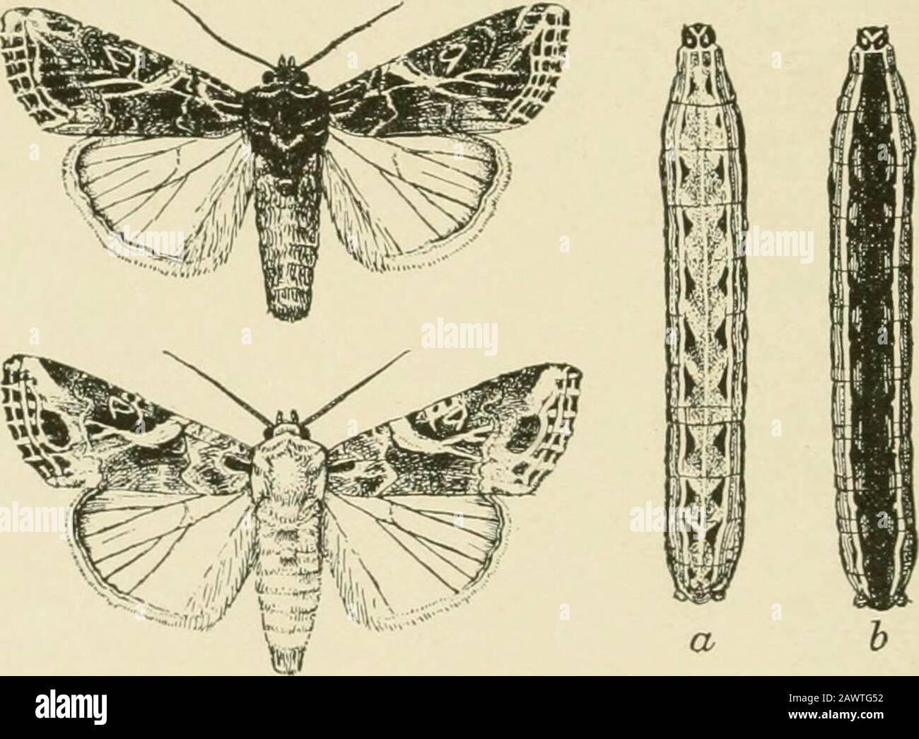 Insect pests of farm, garden and orchard . Fig. 188.—Tip of ear of com ...