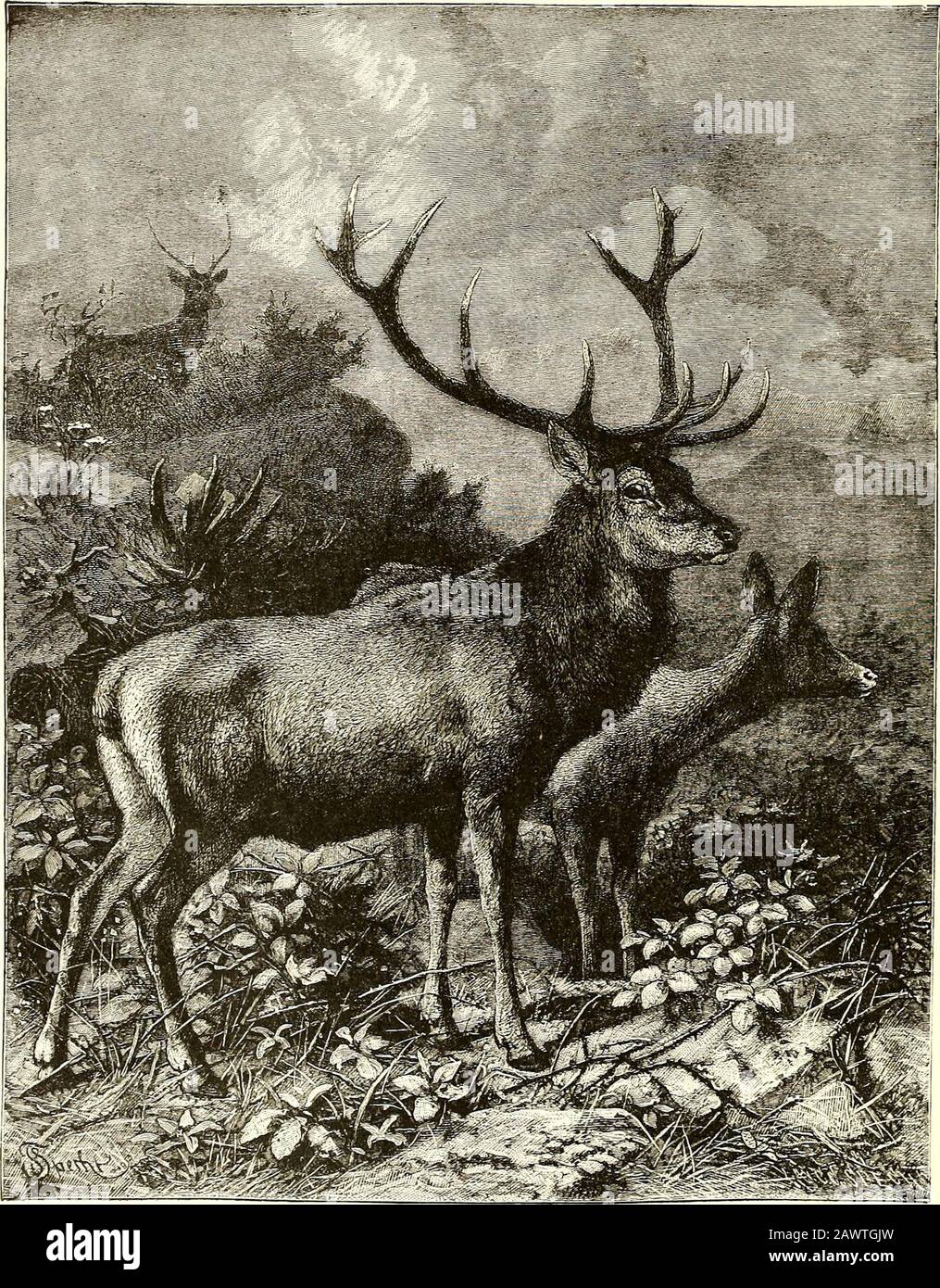 All about animalsFacts, stories and anecdotes . bou is the American variety  of reindeer. Unlike its Europeancousin, it has never been tamed and made to  serve man. The caribou has been chased