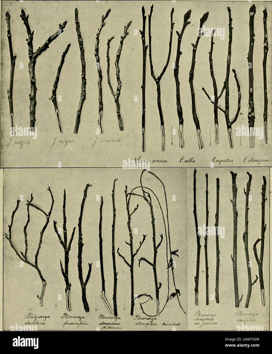 Mitteilungen der Deutschen Dendrologischen Gesellschaft . e Holz, dasselbe ist sehr zäheund wird als Werkholz am meisten geschätzt. Es gibt hiervon mehrere Varietätenund Bastarde, piriformis (Juglans piriformis Mühlbg. [1813]) hat birnförmigeFrucht mit 4 großen Rippen, odorata (Hicoria odorata Dippel [1892], Juglansalba odorata Marsh. [1785], Hicorius odorata Sarg.) hat kleinere Fruchtund einen Stamm mit abblätternder Rinde obcordata (Juglans obcordata Mühlbg.[1813]) hat rundliche Frucht, villosa (Hicoria villosa Ashe) hat große, brauneNuß, die Rinde ist borkig und rissig, microcarpa (Hicoria Stock Photo